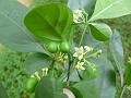 Twoleaf Nightshade